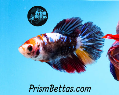 Marble Halfmoon Female Buy 4 Get 1 Free