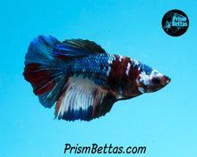 Load image into Gallery viewer, Marble Halfmoon Female