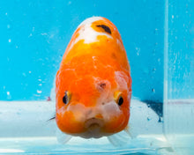 Load image into Gallery viewer, Calico Ranchu (4 inches) Imported from Thailand