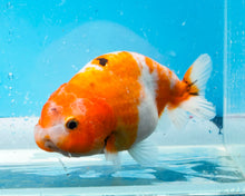 Load image into Gallery viewer, Calico Ranchu (4 inches) Imported from Thailand