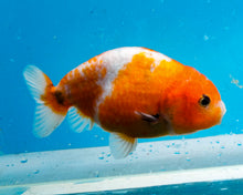 Load image into Gallery viewer, Calico Ranchu (4 inches) Imported from Thailand