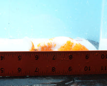 Load image into Gallery viewer, Calico Ranchu (4 inches) Imported from Thailand