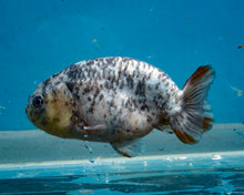 Load image into Gallery viewer, White Tiger Calico Ranchu  (3.5-4 inches) Imported from Thailand