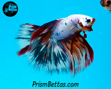 Load image into Gallery viewer, Rainbow Marble Halfmoon Male