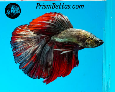 Red Copper Halfmoon Male