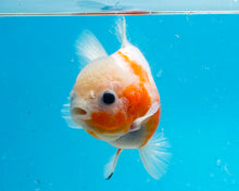 Load image into Gallery viewer, Red and White Godzilla Shogun Oranda  Male (4 inches) Imported from Thailand