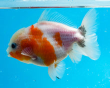 Load image into Gallery viewer, Red and White Godzilla Shogun Oranda  Male (4 inches) Imported from Thailand