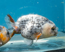 Load image into Gallery viewer, White Tiger Calico Ranchu  (3.5-4 inches) Imported from Thailand