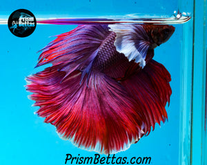 Purple Dumbo Halfmoon Male