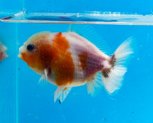 Load image into Gallery viewer, Red and White Godzilla Shogun Oranda  Male (4 inches) Imported from Thailand