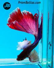 Load image into Gallery viewer, Purple Dumbo Halfmoon Male
