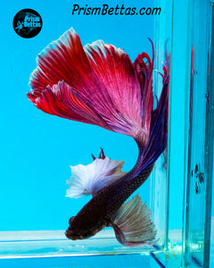 Purple Dumbo Halfmoon Male