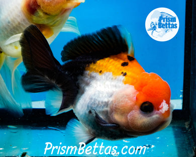 Tricolor Shortbodied Male Premium Oranda Male ~2.5-3 inches (body only)