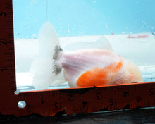 Load image into Gallery viewer, Red and White Godzilla Shogun Oranda  Male (4 inches) Imported from Thailand