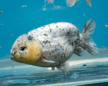 Load image into Gallery viewer, White Tiger Calico Ranchu  (3.5-4 inches) Imported from Thailand