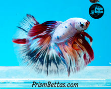 Load image into Gallery viewer, Rainbow Marble Halfmoon Male