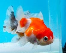Load image into Gallery viewer, Red and White Godzilla Shogun Oranda (3-3.5 inches) Imported from Thailand