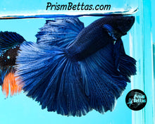 Load image into Gallery viewer, Blue Halfmoon Male