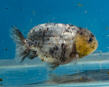 Load image into Gallery viewer, White Tiger Calico Ranchu  (3.5-4 inches) Imported from Thailand