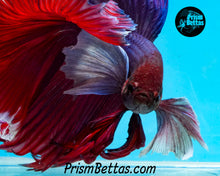 Load image into Gallery viewer, Purple Dumbo Halfmoon Male
