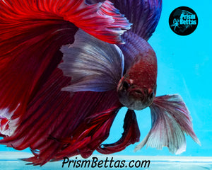 Purple Dumbo Halfmoon Male