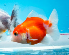 Load image into Gallery viewer, Red and White Godzilla Shogun Oranda (3-3.5 inches) Imported from Thailand