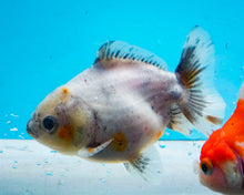 Load image into Gallery viewer, Kirin Godzilla Shogun Oranda (3-3.5 inches) Imported from Thailand