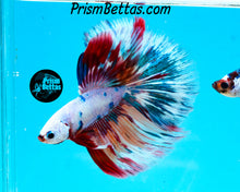 Load image into Gallery viewer, Rainbow Marble Halfmoon Male