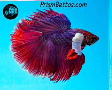 Purple Dumbo Halfmoon Male