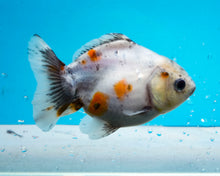 Load image into Gallery viewer, Kirin Godzilla Shogun Oranda (3-3.5 inches) Imported from Thailand