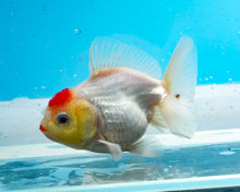 Load image into Gallery viewer, Red Cap Godzilla Shogun Oranda (3-3.5 inches) Imported from Thailand