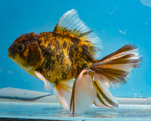 Load image into Gallery viewer, Tiger Calico Oranda (5.5-6.5 inches) Imported from Thailand