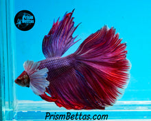 Load image into Gallery viewer, Purple Dumbo Halfmoon Male