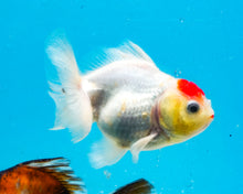 Load image into Gallery viewer, Red Cap Godzilla Shogun Oranda (3-3.5 inches) Imported from Thailand
