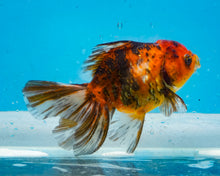 Load image into Gallery viewer, Tiger Calico Oranda (3.5-4 inches) Imported from Thailand