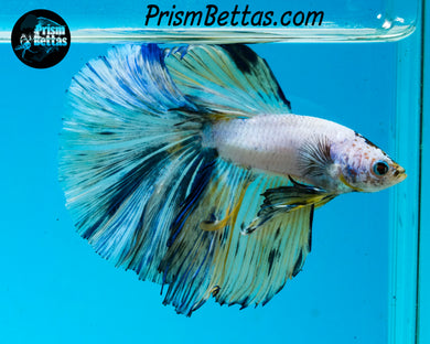 Marble Halfmoon Male
