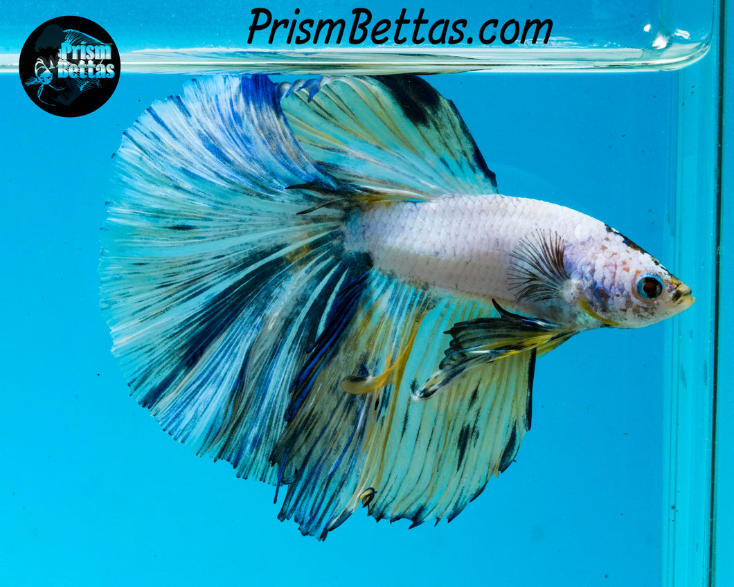 Marble Halfmoon Male