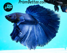 Load image into Gallery viewer, Blue Halfmoon Male