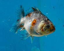 Load image into Gallery viewer, Kirin Shogun Godzilla Oranda (2.5-3 inches) Imported from Thailand