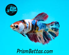 Load image into Gallery viewer, Candy Koi Halfmoon Female Buy 4 Get 1 Free