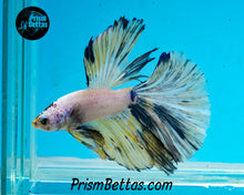 Load image into Gallery viewer, Marble Halfmoon Male
