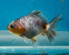 Load image into Gallery viewer, Kirin Shogun Godzilla Oranda (2.5-3 inches) Imported from Thailand