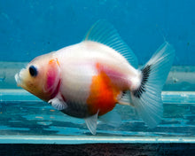 Load image into Gallery viewer, Tricolor Shogun Godzilla Oranda (2.5-3 inches) Imported from Thailand
