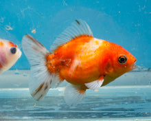 Load image into Gallery viewer, Tricolor Shogun Godzilla Oranda (2.5-3 inches) Imported from Thailand