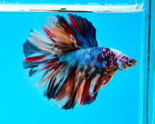 Load image into Gallery viewer, Rainbow Marble Halfmoon Male