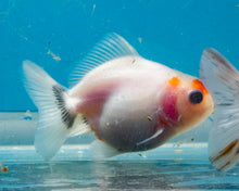 Load image into Gallery viewer, Tricolor Shogun Godzilla Oranda (2.5-3 inches) Imported from Thailand