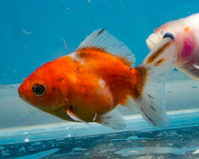 Load image into Gallery viewer, Tricolor Shogun Godzilla Oranda (2.5-3 inches) Imported from Thailand