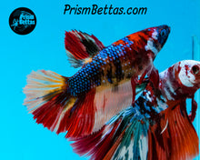 Load image into Gallery viewer, Rainbow Marble Halfmoon Female