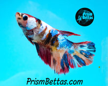 Load image into Gallery viewer, Candy Koi Halfmoon Female Buy 4 Get 1 Free