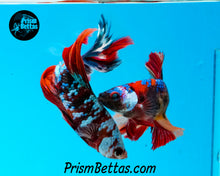 Load image into Gallery viewer, Galaxy Candy Koi Halfmoon Male